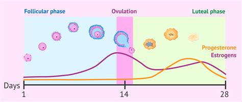 Luteal phase